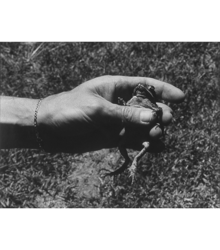 Untitled (hand and toad), 1988-89,