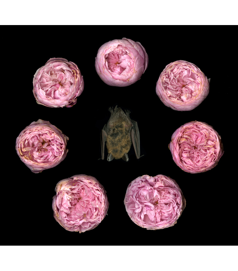 7 Roses Surrounding Bat 2009