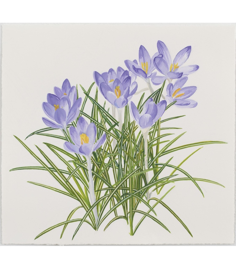 Crocus 2013