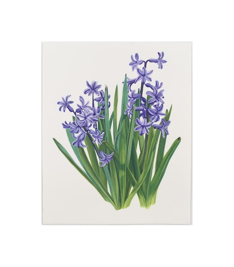 Hyacinth 2013