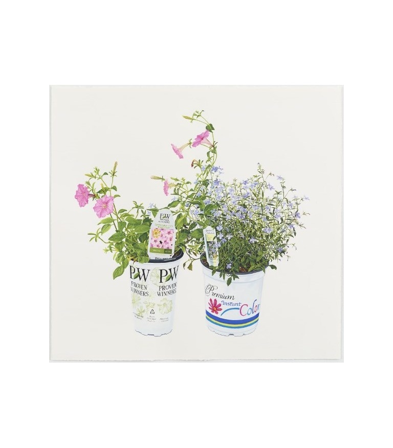 Petunia and Lobelia 2014