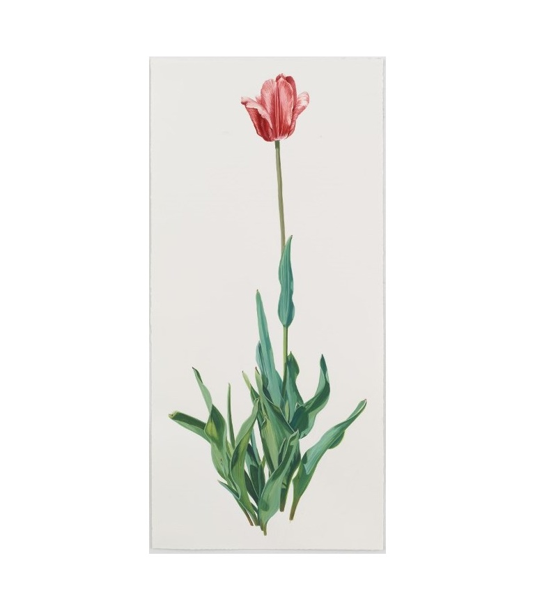 Tulip 2013