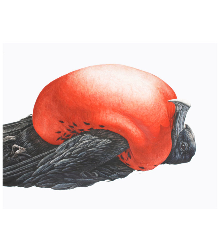 Frigate Bird 2011