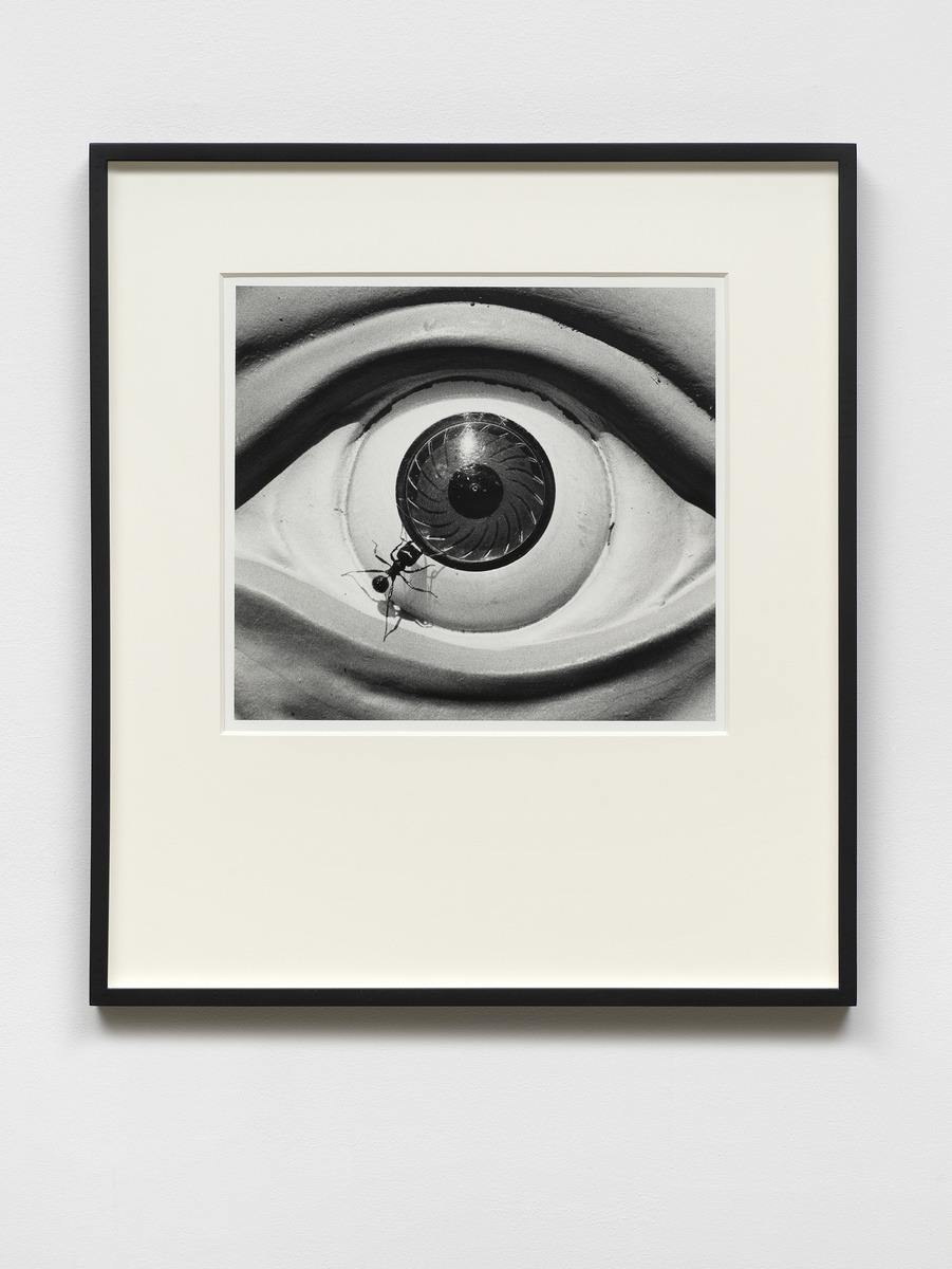 Untitled (eye with ants) from the Ant series,