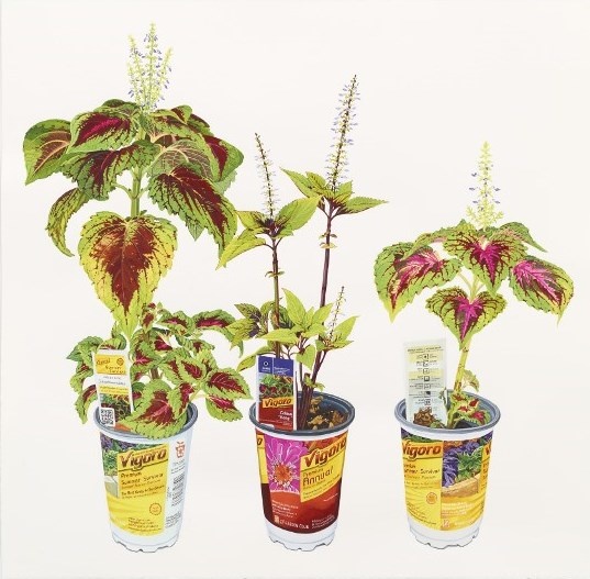 Coleus 2014 