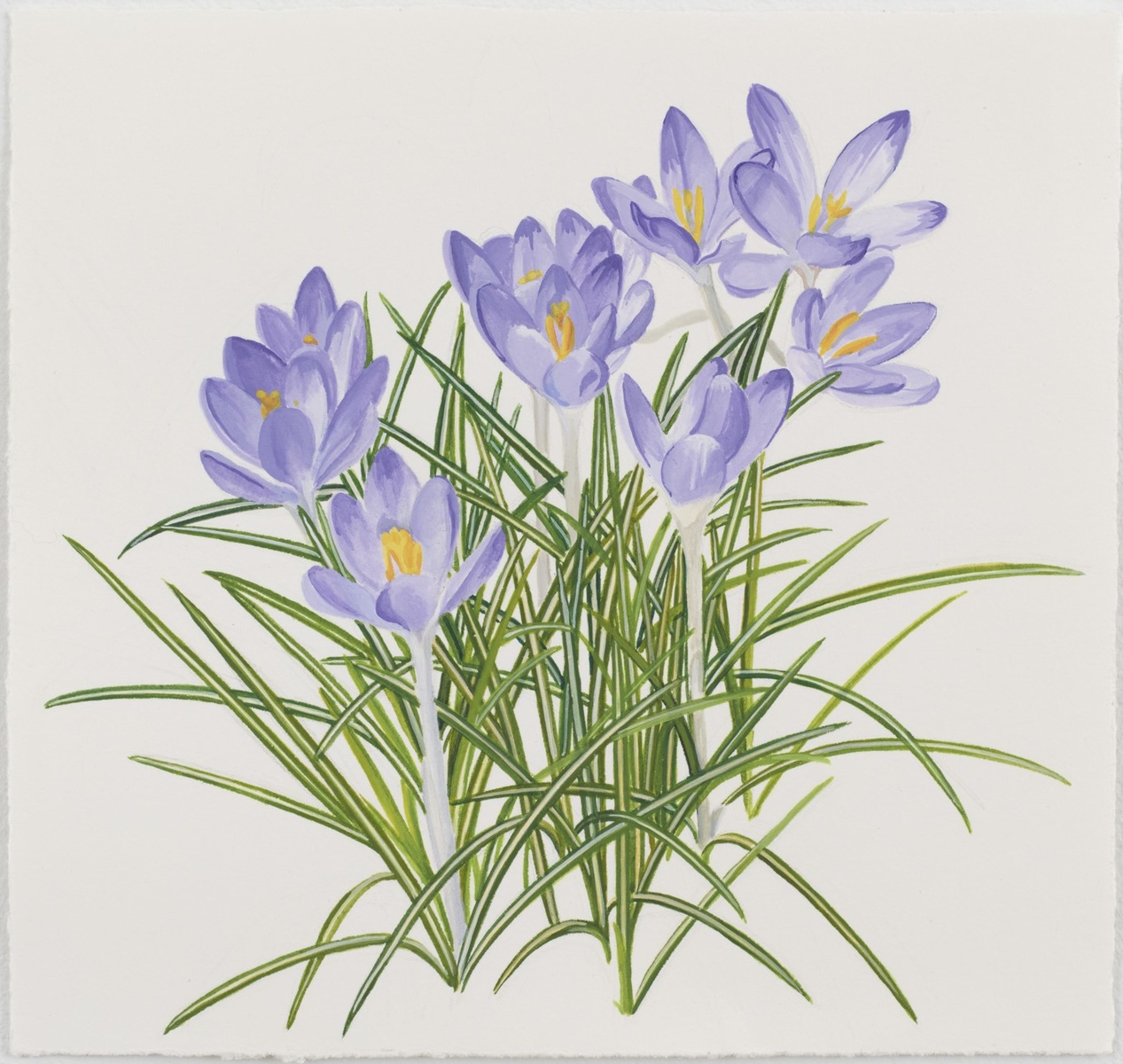 Crocus 2013