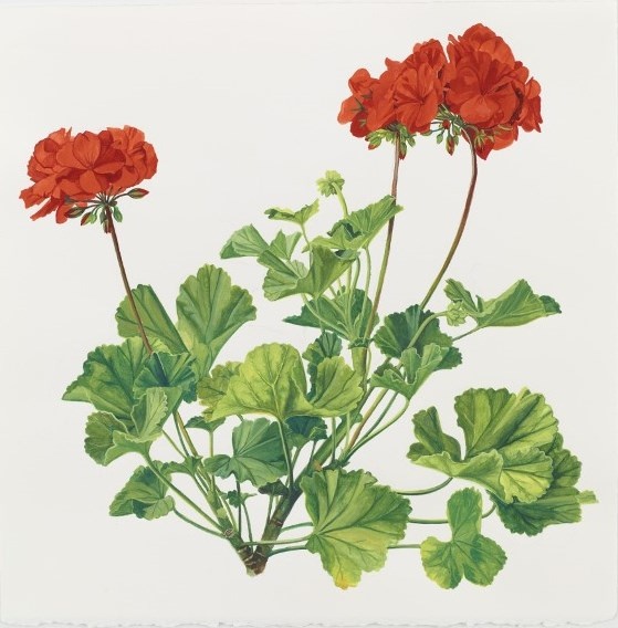 Geranium 2013