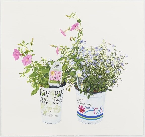 Petunia and Lobelia 2014