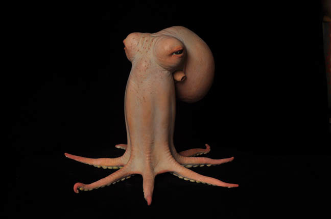 Octopus 1 2009