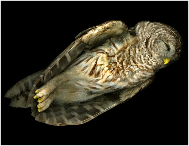 Owl_2009