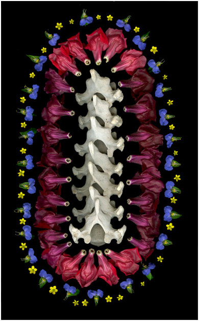 Snapdragon Spine 2009