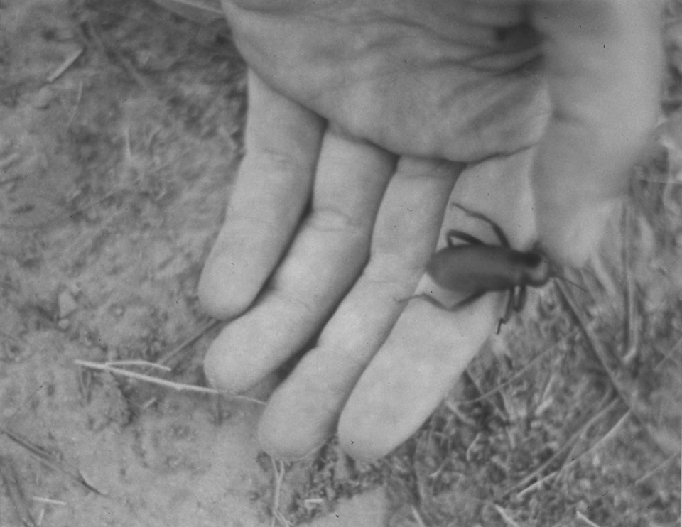 Untitled (hand holding beetle), 1988-89