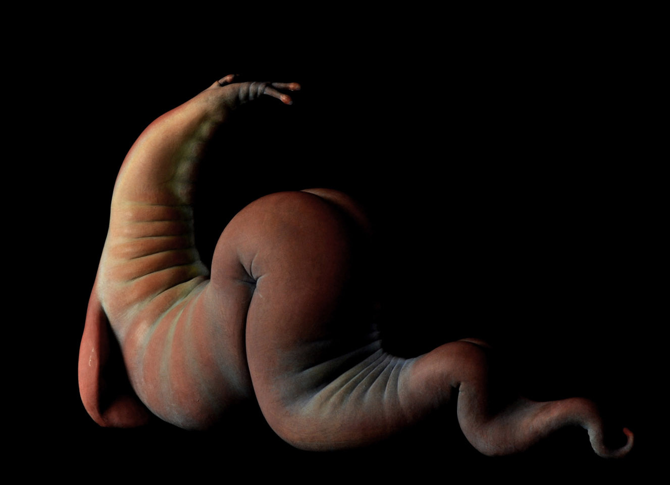 Worm 2_2011